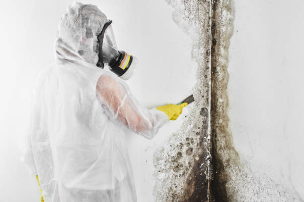 Professional Mold Remediation in Ishpeming, MI