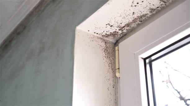 Best Mold Remediation for Specific Building Types in Ishpeng, MI