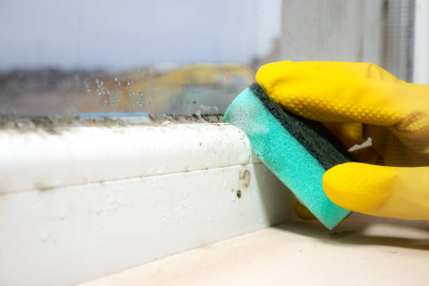 Best Localized Mold Remediation (e.g., coastal areas, humid climates) in Ishpeng, MI