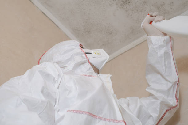 Best White Mold Remediation in Ishpeng, MI