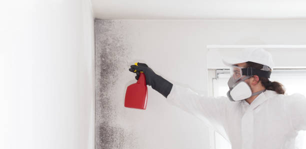 Best HVAC Mold Remediation in Ishpeng, MI